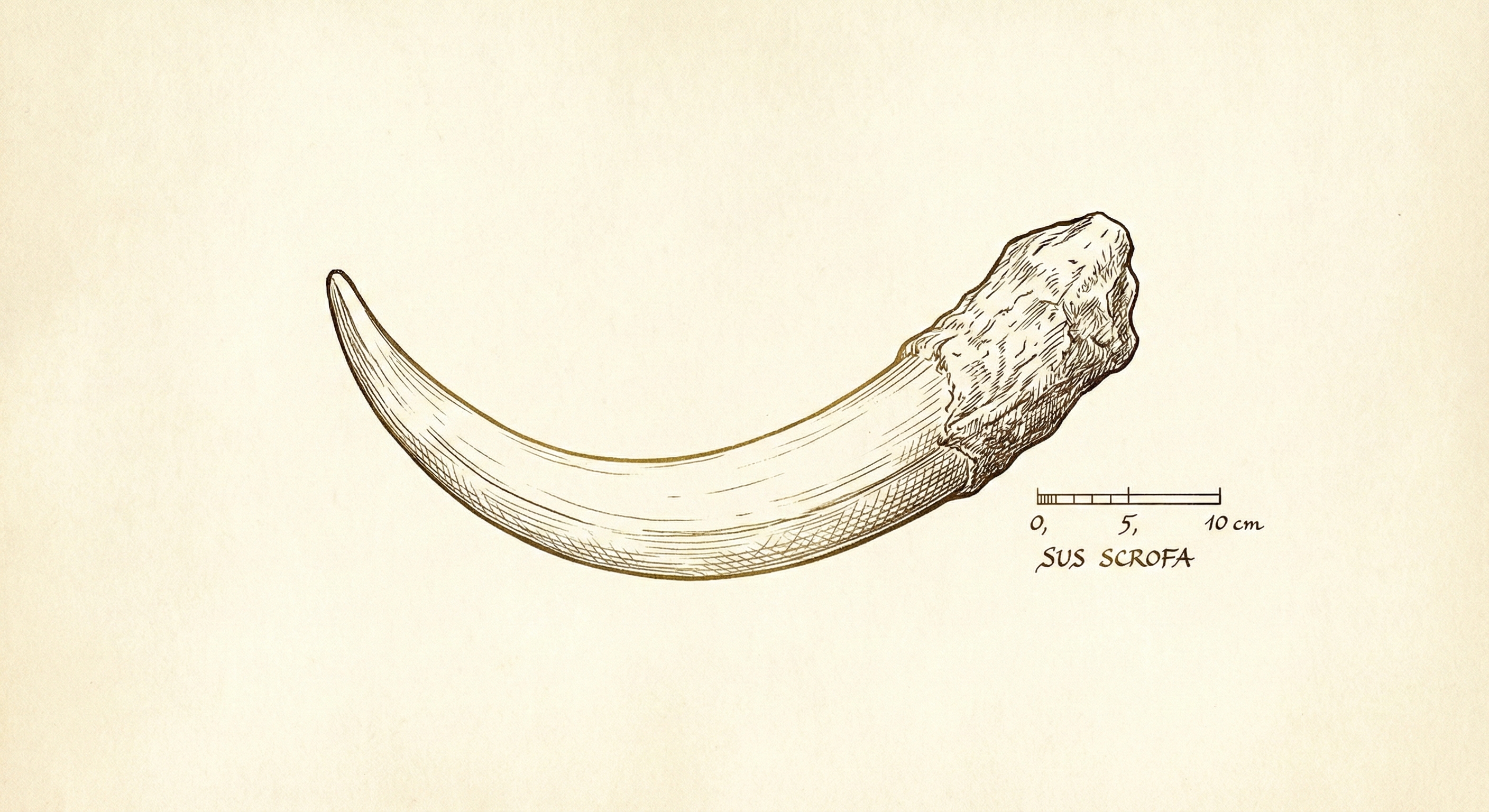 Scientific illustration of a wild boar tusk — Sus scrofa